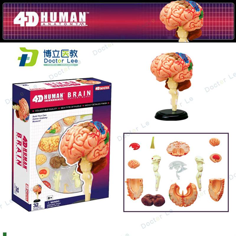 正品4D拼装脑可拆o卸人体大脑模型大脑解剖脑血管动脉神经科教学