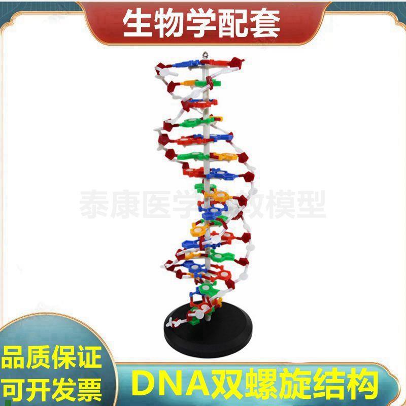 DNA双螺旋模型脱氧核糖核酸生物学教具DNAQ复制蛋白质合成演示