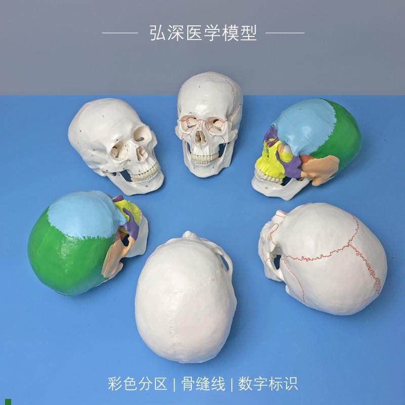 成人头颅骨模型骨缝线数字标识彩色分G区人体骨骼结构骷髅教学模