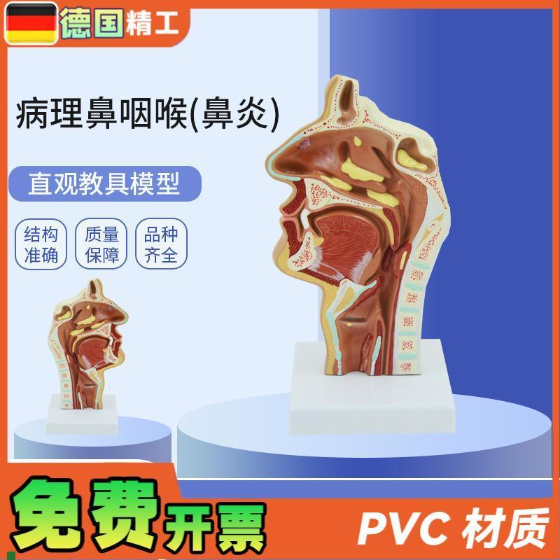 德国】PNT-0737鼻咽喉咽喉口鼻矢状J解剖耳鼻喉科五官教学模型