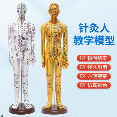 针灸穴位人体模型全身家用中医十二经络图小皮人硅胶扎Z针练习铜