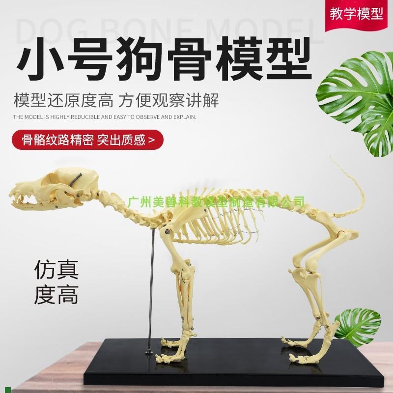 狗骨模型骨标本狗解剖狗骨架犬犬骨模Q型犬骨架动物模型