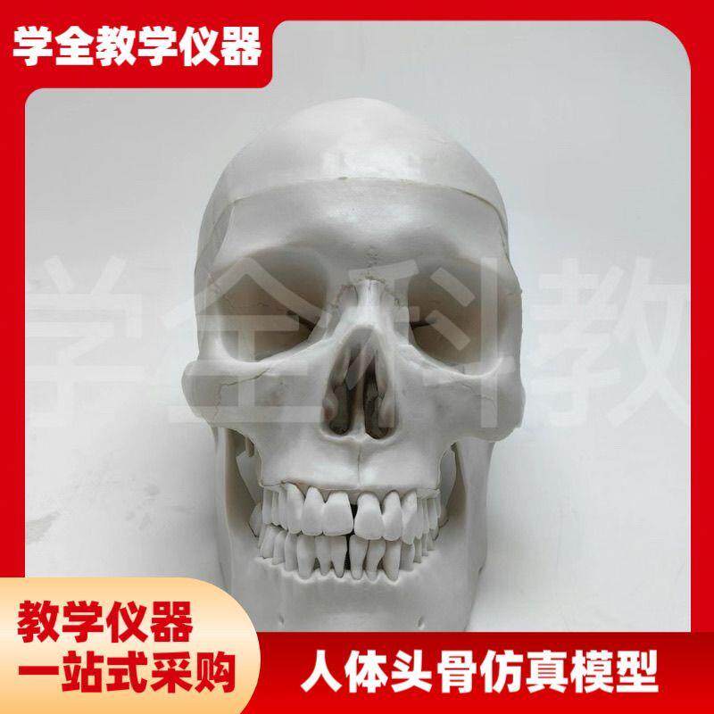 人体头骨仿真模型骷髅可拆卸头颅医学教学用具颅U骨美术医用摆件