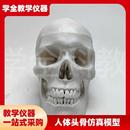 人体头骨仿真模型骷髅可拆卸头颅医学教学用具颅U骨美术医用摆件