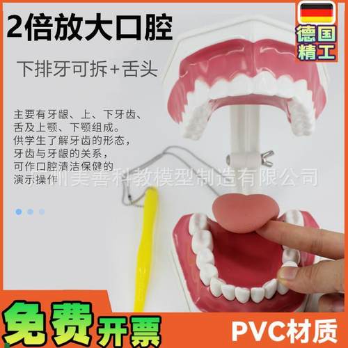 牙保健模型2倍口腔护理刷牙指导教学仪器牙列R牙齿儿童刷牙教具