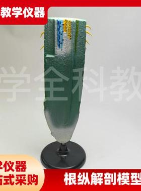 根纵剖模型33002中学生物教学模型植物模型T生物教学仪器教具
