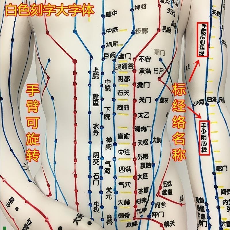 中医针灸人体穴位十二经络模型小皮人H可扎针全身教学练习模特图