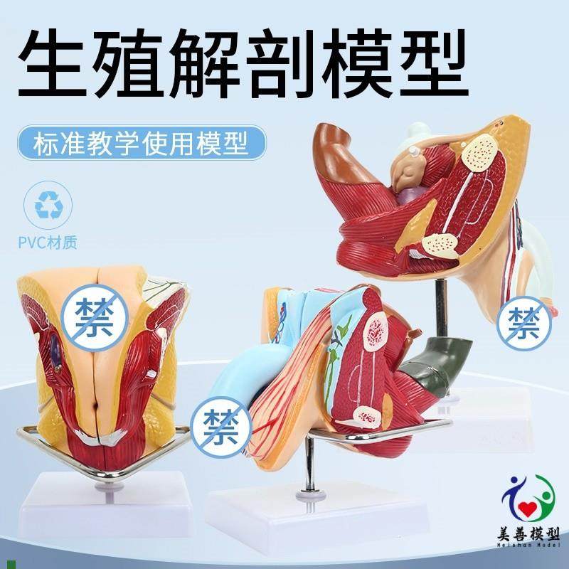 女性生殖解剖泌尿系统模型内外生殖睾丸N解剖男性睾丸阴茎解剖