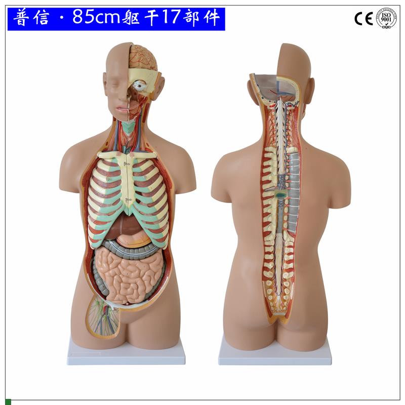 可拆分人体躯干85cm无性开背1比1G成人大小医用人体器官解剖模型