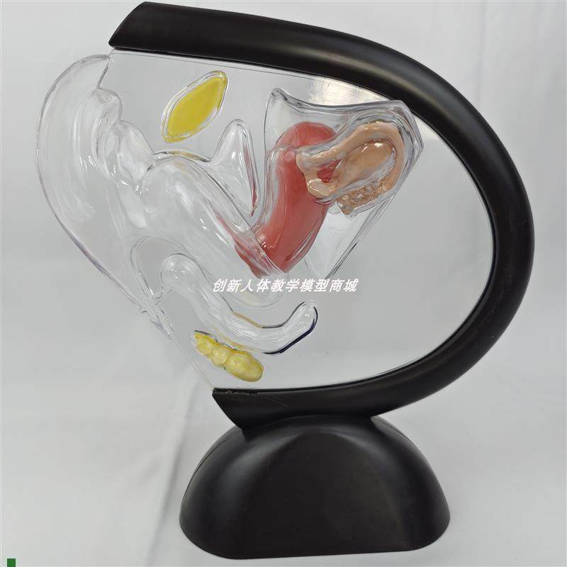 人体子宫解剖h模型可拆卸透明生殖器官女性泌尿系统结构医教学玩