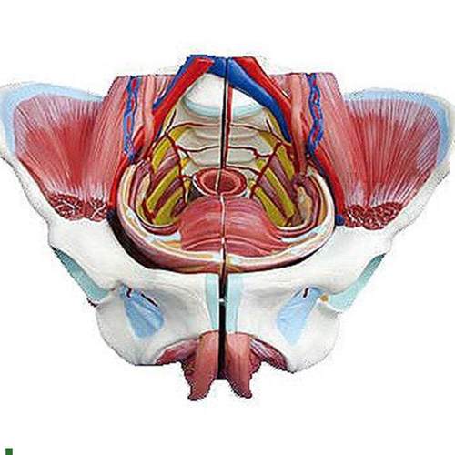 高级女性骨盆附生殖器v与血管神经模型人体解剖医学标本
