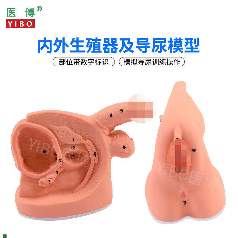 医博BIX-H5D/6D男女性内q外生殖及导尿模型男性生殖器解刨模型女