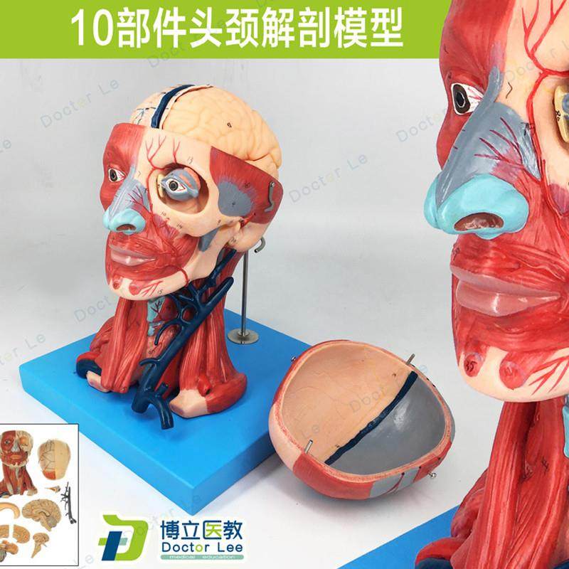 头颈部肌肉解剖带l血管模型头颈解剖模型血管附脑神经教学医教模