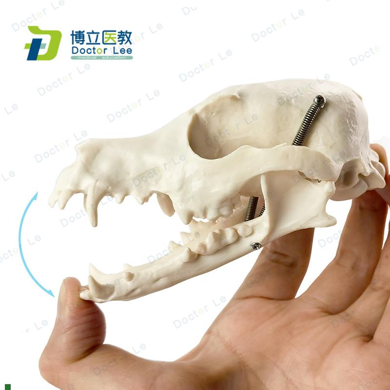 1:1狗头骨模型动物骨骼兽医教学医I用模型犬科教学宠物模型