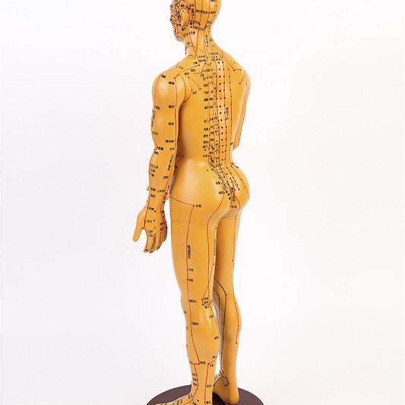 高清针灸穴位人体模型经络小人针灸铜人中医人体穴U位模型人男女