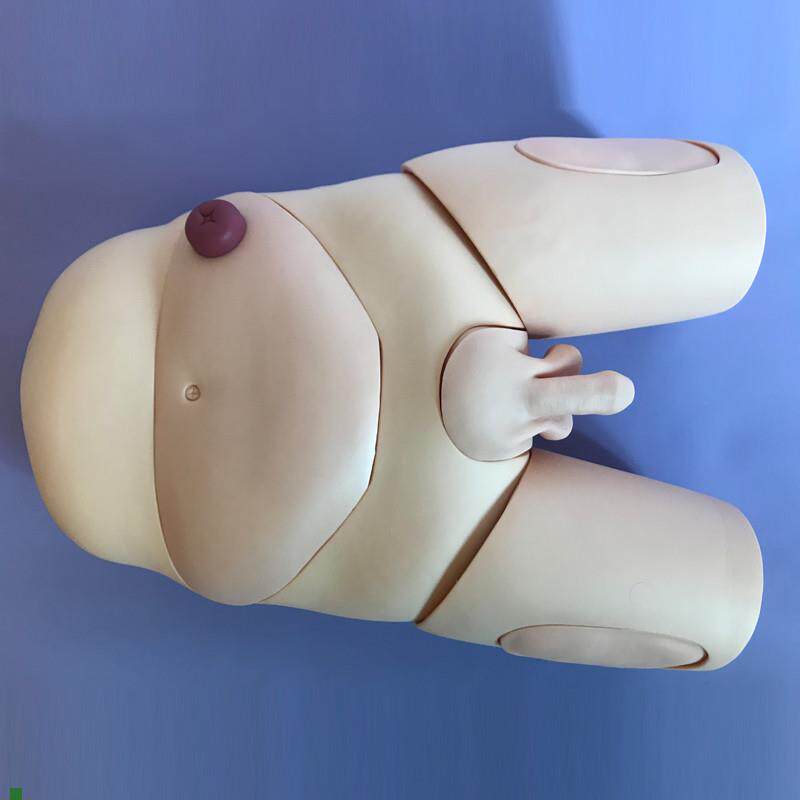 高级男女性别导尿模型生殖器官可互换护理操作训S练示教模具造瘘