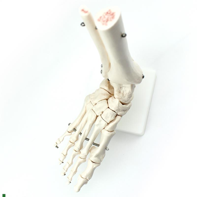 ENOVO颐诺人体医学人体足踝关节模型足关节脚S关节手足外科胫腓
