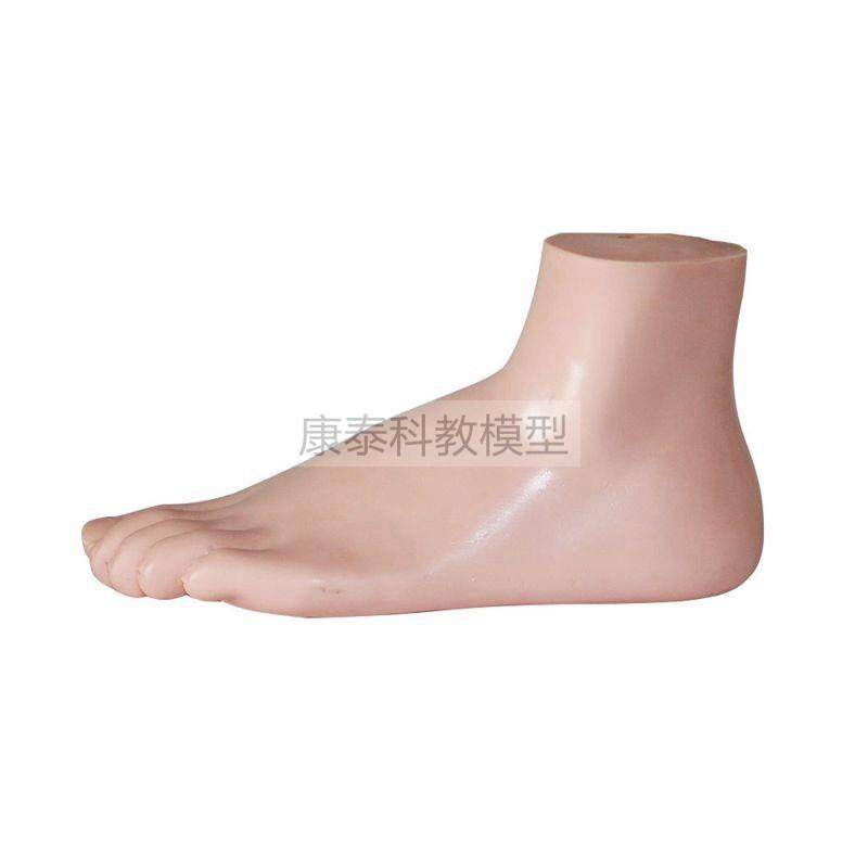 脚模型正常扁平弓形畸形足解剖脚底功能I康复足骨仿真健身教学用