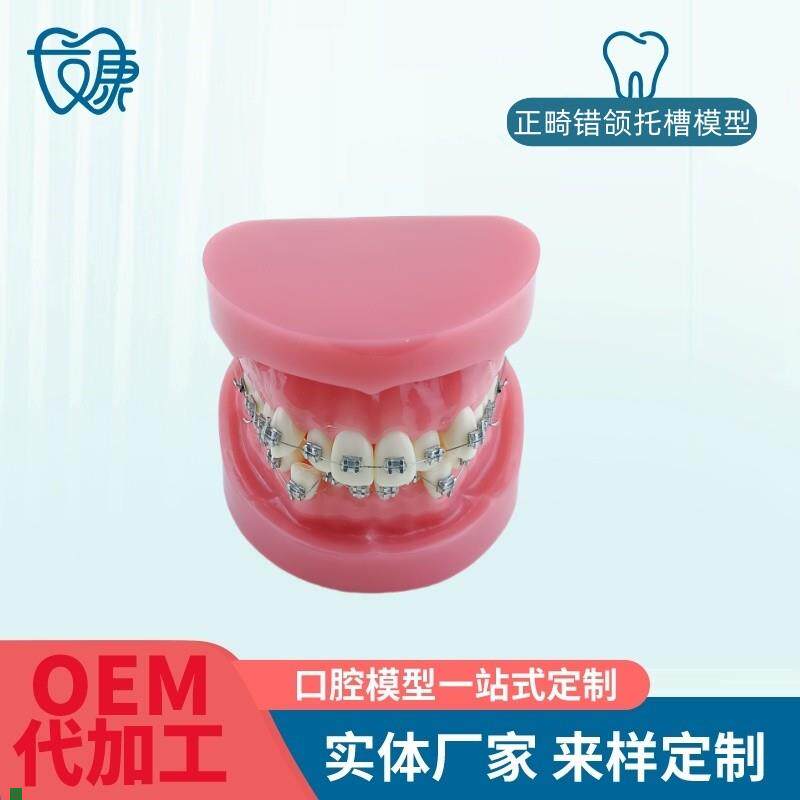 牙科牙齿材料模型牙模r口腔正畸训练模型牙模型标准练习正畸模型