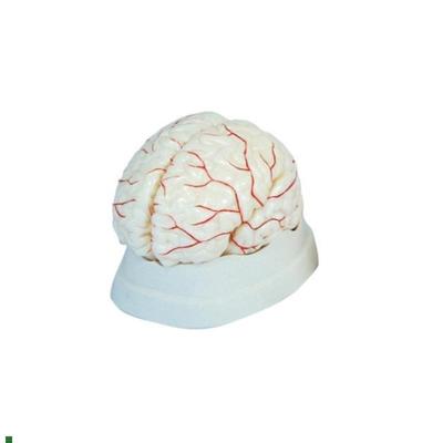 人体脑部动脉解剖模型医J学用教学标本模具