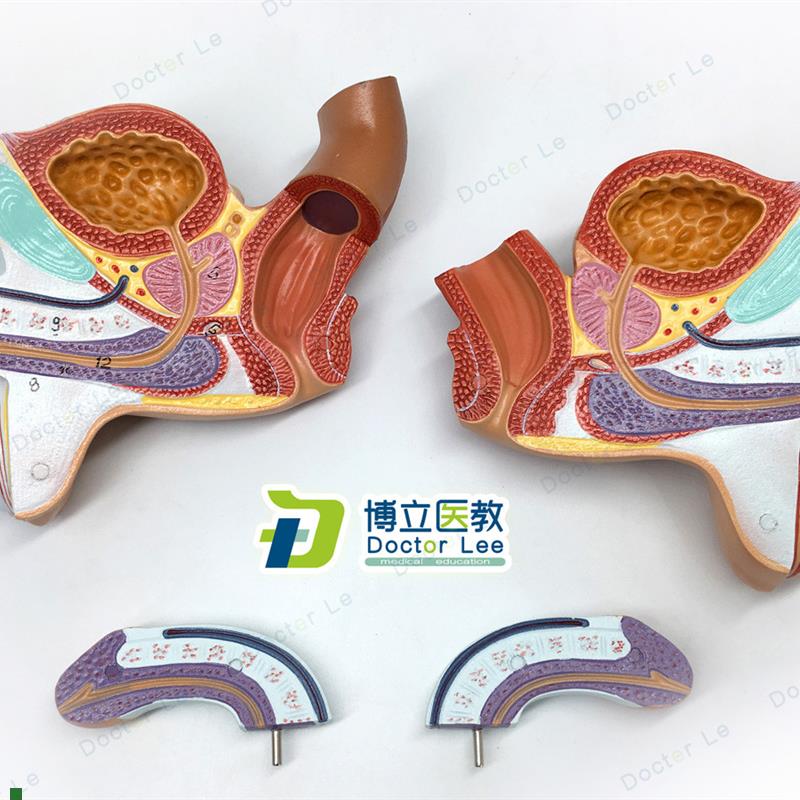 男性内外b生殖器泌尿模型男科模型睾丸解剖模型计生健康展示医教