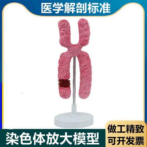 染色体模型 细胞有丝分裂 减数分裂遗传物质性别Q基因载体23对生