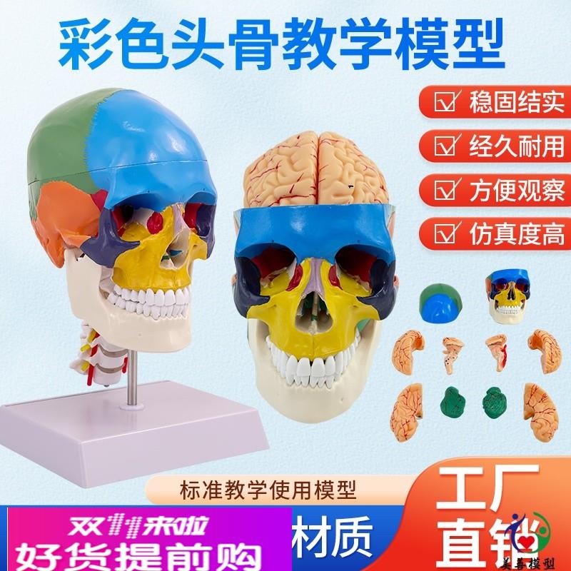 彩色人体头颅骨模型头骨色性分离 11仿真头骨模型附颈椎 脑动脉