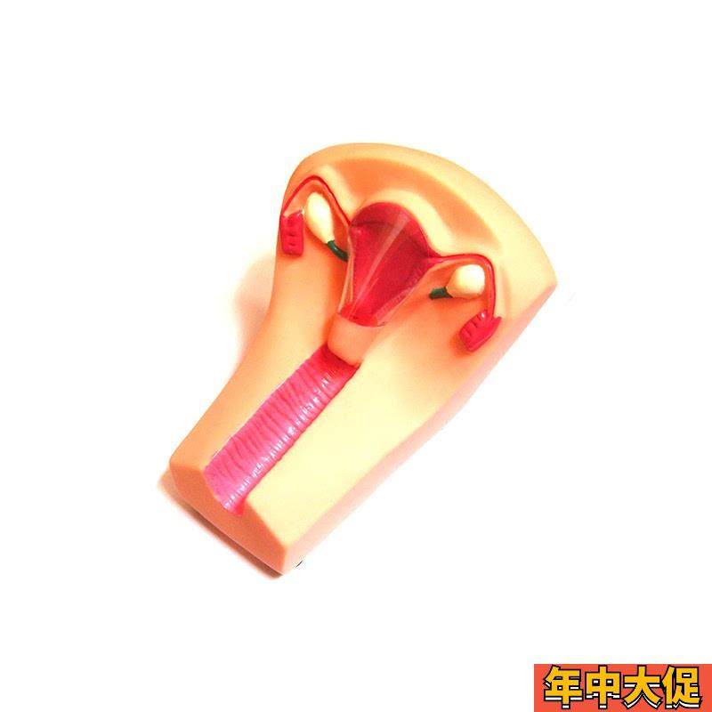 女性宫内避孕及训练模型女y性宫内避孕指导模型计生教育模型