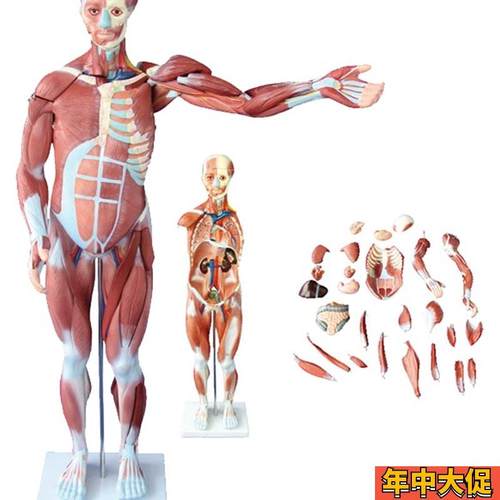 80cm人体肌肉k解剖模型27部件人体肌肉模型肌肉解剖模型