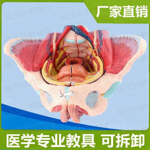 女性盆底肌模型盆腔脏器可拆卸子C宫附件会阴筋膜产康月嫂培训家
