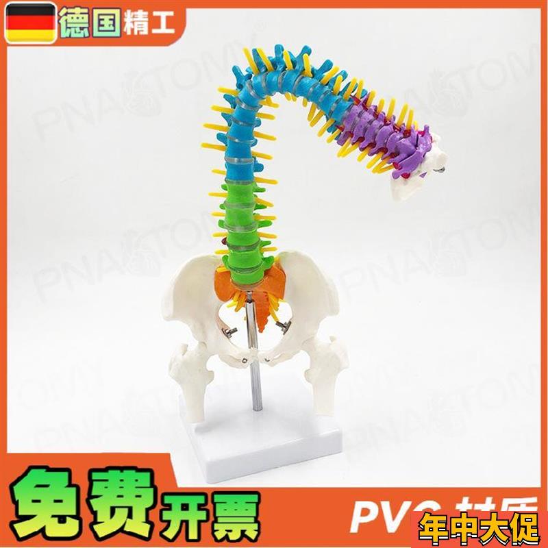 德国】45cm彩色可弯曲人体脊柱C椎体可错位转动脊神经骨盆股骨正