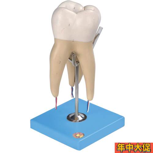 磨牙有三个牙根模型BJ10004/5