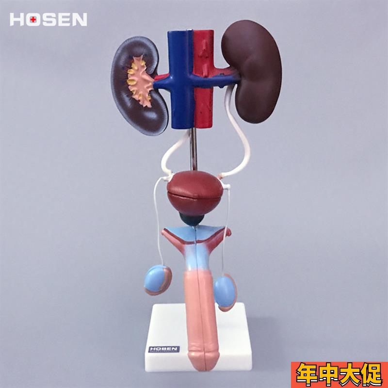 男性泌尿生殖系统模型肾脏解剖模型模具膀胱输尿c管结构造立体教