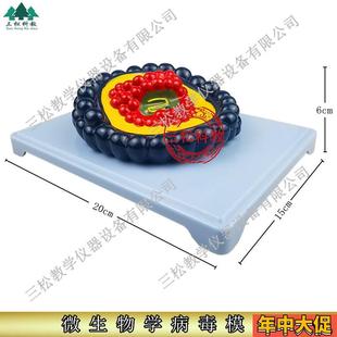 微生物学病毒模型冠状r病毒初中生物教具小学科学教学仪器