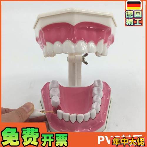 2倍放大牙齿模型可拆教学模型幼儿园儿童刷牙科假W牙模型口腔材料