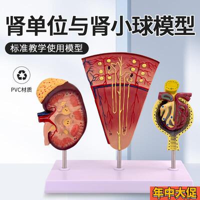 肾与肾单位肾小球模型人体x肾模型肾脏模型肾脏解剖模型肾科
