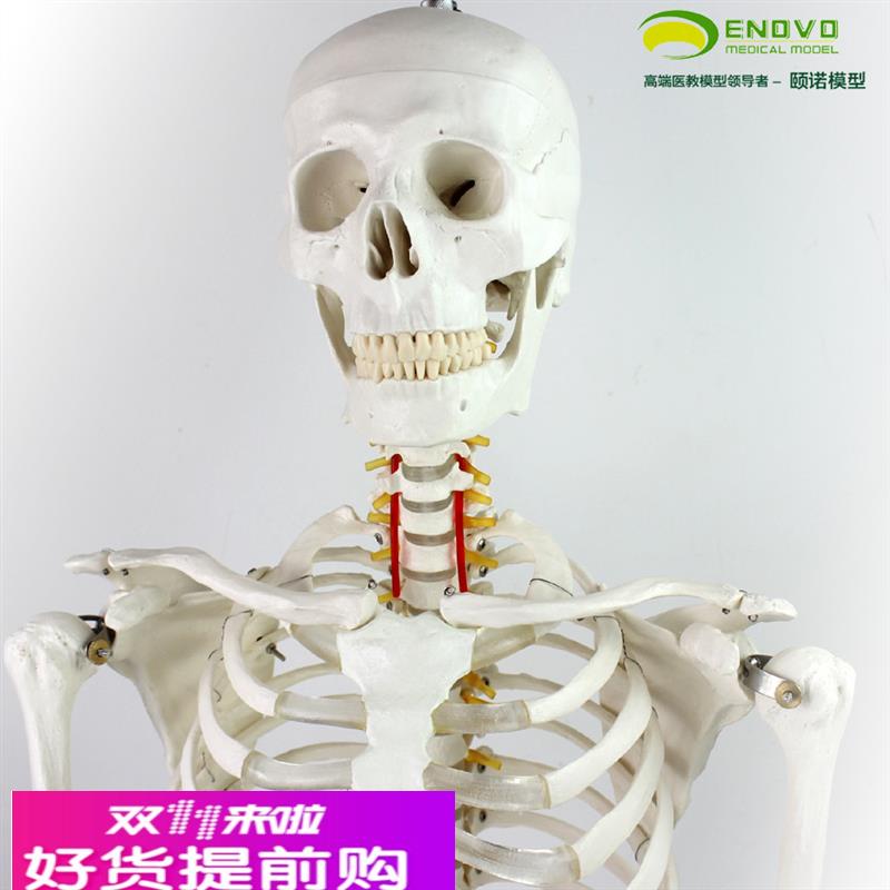 颐诺正品170cm人体骨骼模型骨架标本模型美术医用艺用疼痛科