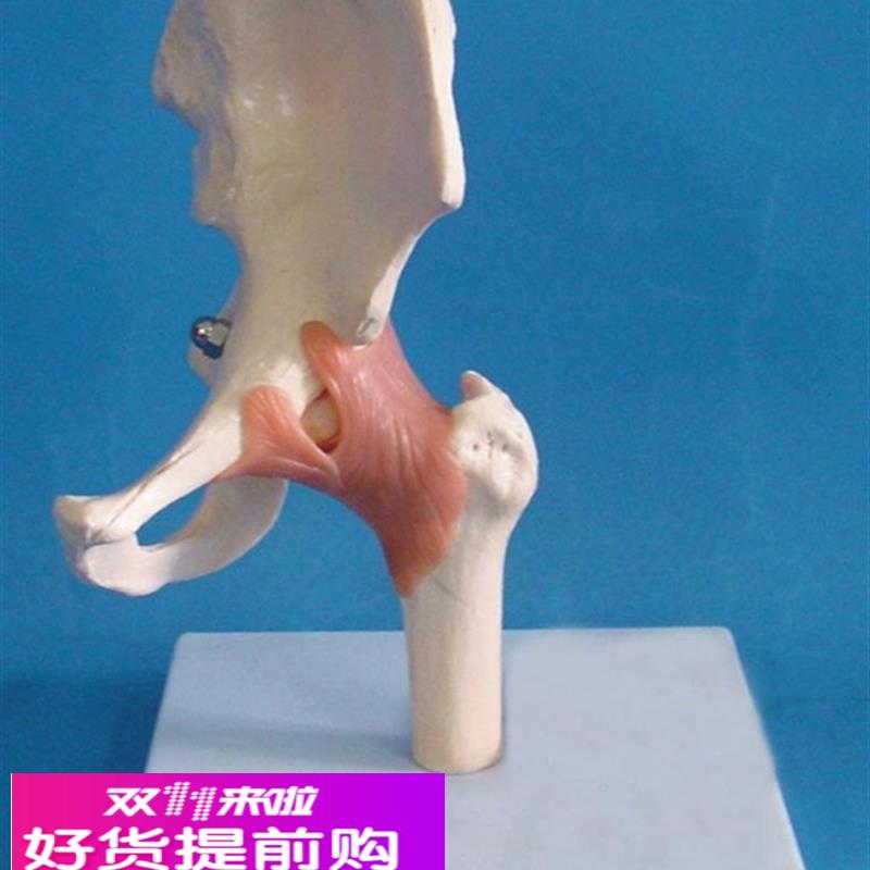 髋关节功能模型 人体骨骼骨架模型 教学医用讲解人体标本