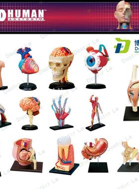 4DMASTER拼装人体模型内脏脑颅骨肌肉手骨架眼耳牙胃Y心脏妊娠膝