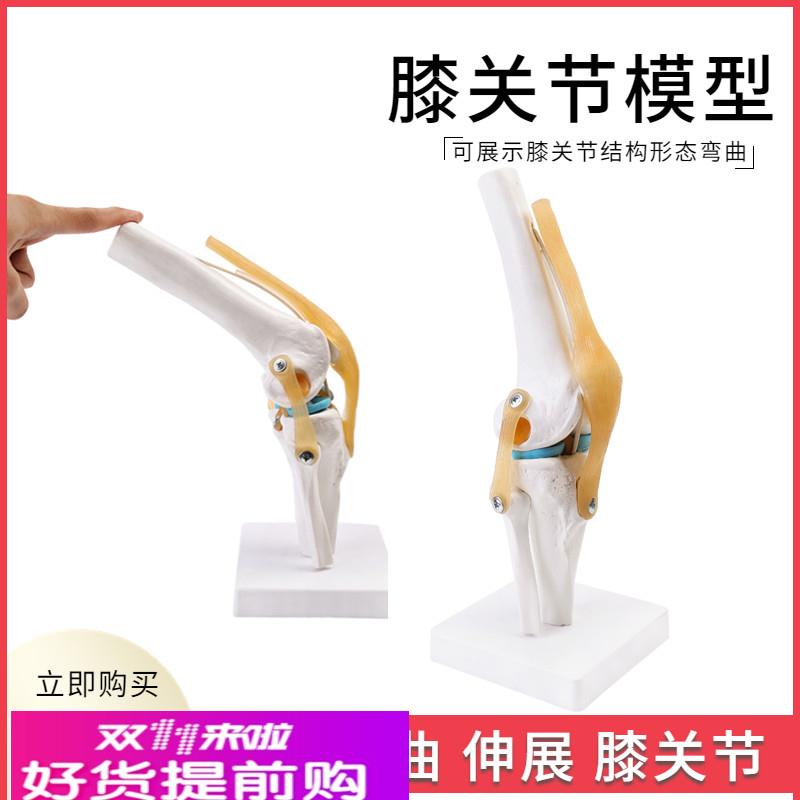 人体膝关节功能模型人体骨骼关节模型膝关节模型膝盖骨髌骨模型