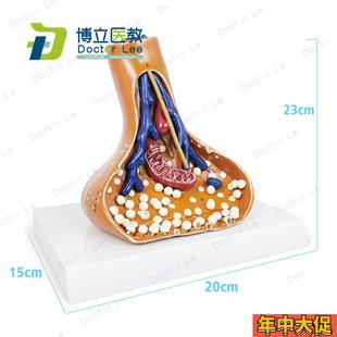神经突触模型医学用人体神经系统解剖P神经元线粒体模型