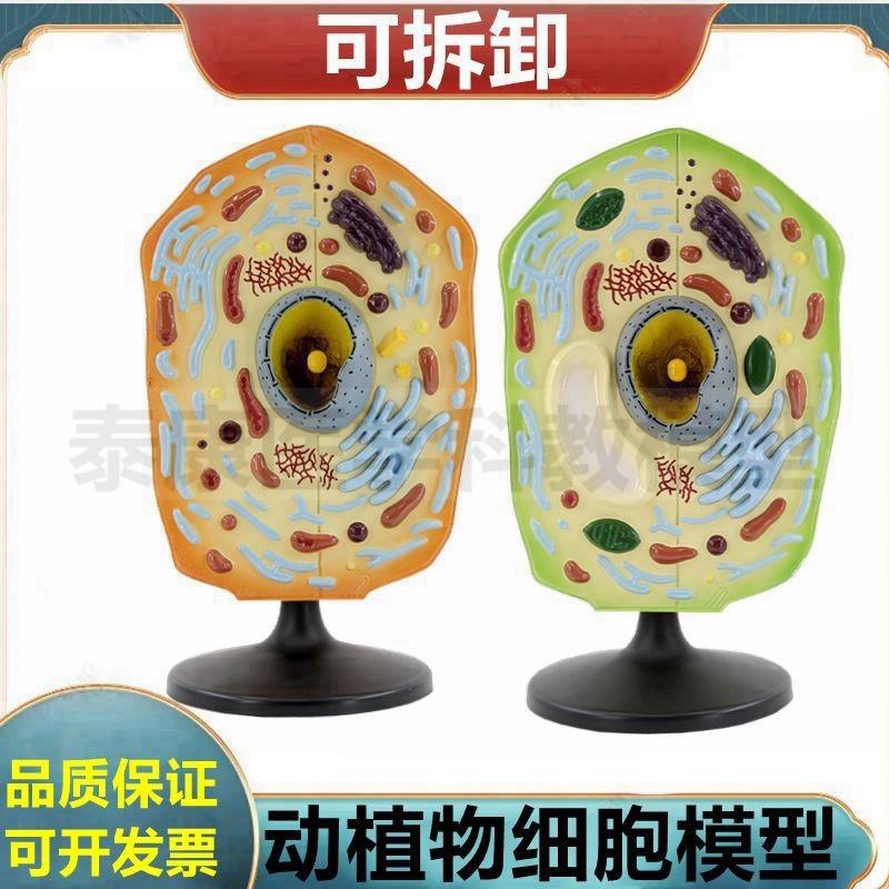 动物细胞模型细胞膜细胞核细胞器可拆卸生物O课展示医用细胞微细