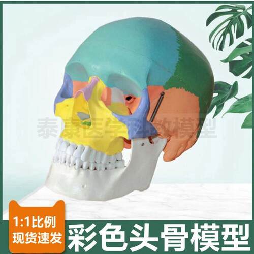 颅骨模型成人g1比1仿真头骨素描美术口腔牙科培训上下颌活动微整