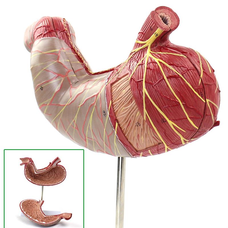 ENOVO颐诺人体胃解剖模型腹腔器官人体消化解剖系统医Z学器官消化