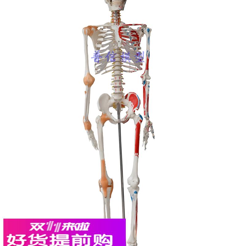 普信 包邮人体大骨骼 带韧带 肌肉着色 170cm 医用大骨架模型