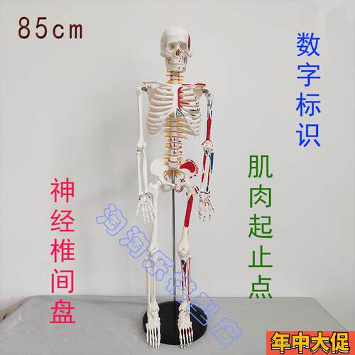 数字标识人体骨骼模型肌肉s起止点神经椎间盘骨架医学瑜伽健身85c