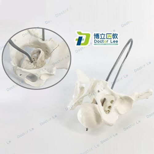 产妇助产骨盆模型 生育助产y示教模型 女性骨盆模型分娩教具