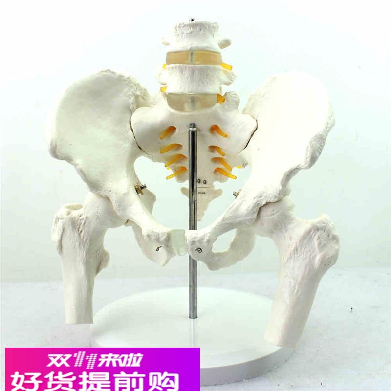 颐诺正品医用人体骨盆附腰椎股骨头模型骨科1:1骨骼模型骨盆骨科