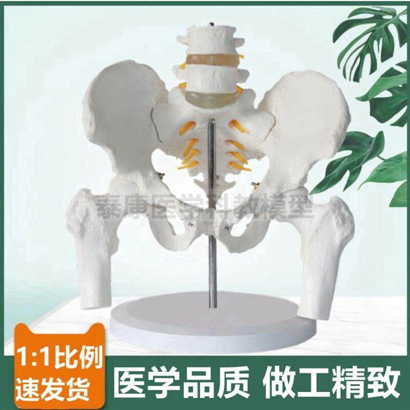 二节腰椎带盆骨模型1比1真实倒模助产示J教产后修复家政培训正骨