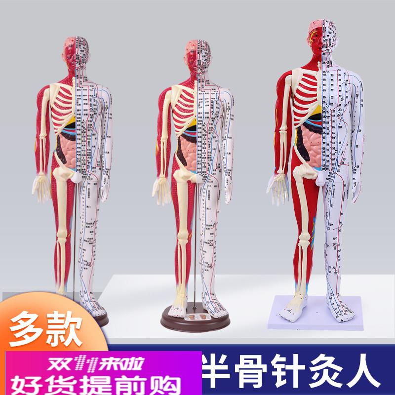 80CM人体针灸人模型半肌肉骨骼内脏解剖中医经络穴位高清刻字工艺